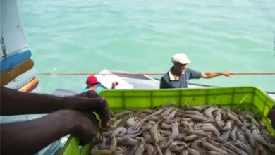 Expansion of Iran’s Seafood Exports: 300,000 Tons Targeted by Year-End Expansion of Iran’s Seafood Exports: 300,000 Tons Targeted by Year-End