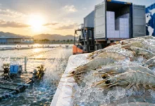 Iran Shrimp Wholesale Price Trends & Export Market (2026)