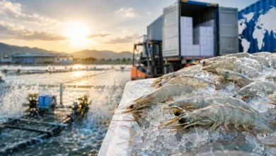 Iran Shrimp Wholesale Price Trends & Export Market (2026)