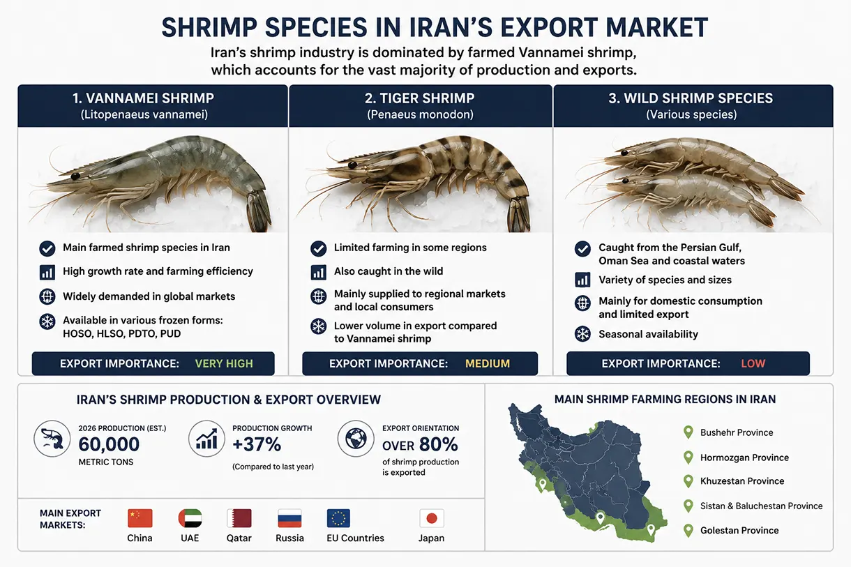 Iran Shrimp Wholesale Price per kg