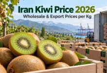Iran Kiwi Price 2026: Wholesale & Export Prices per Kg